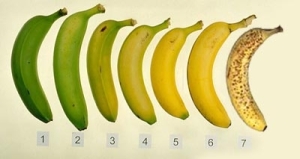 קצב-הבשלה-של-הבננה